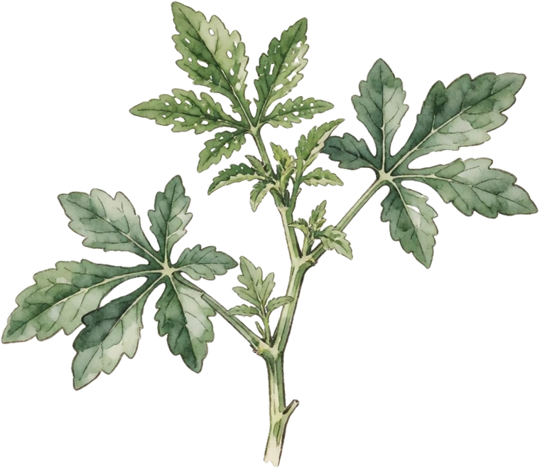Botanical illustration of Molokhia (Egyptian Spinach)