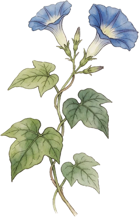 Botanical illustration of Morning Glory