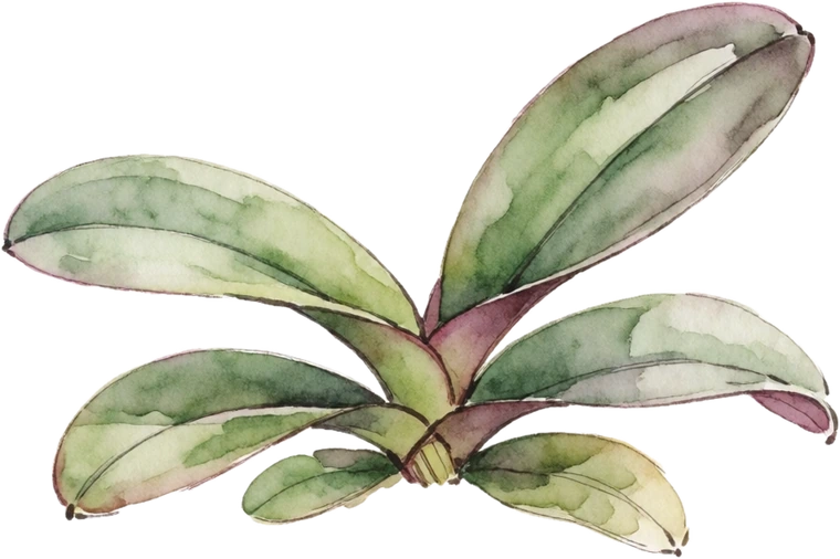 Botanical illustration of Orchid