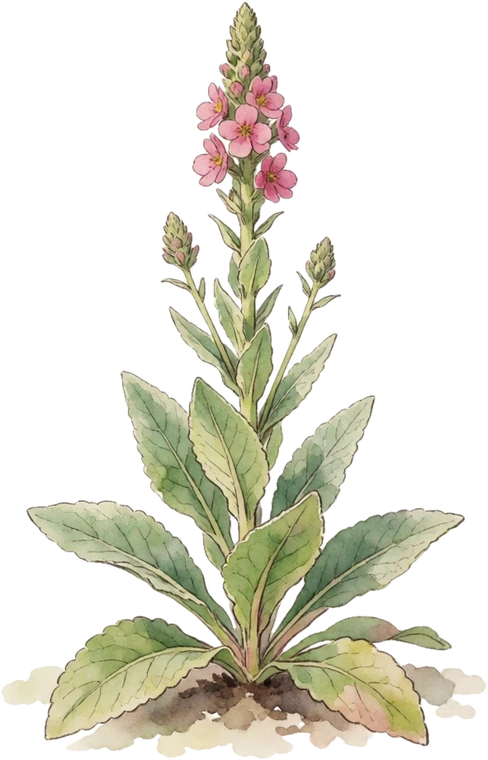 Botanical illustration of Mullein