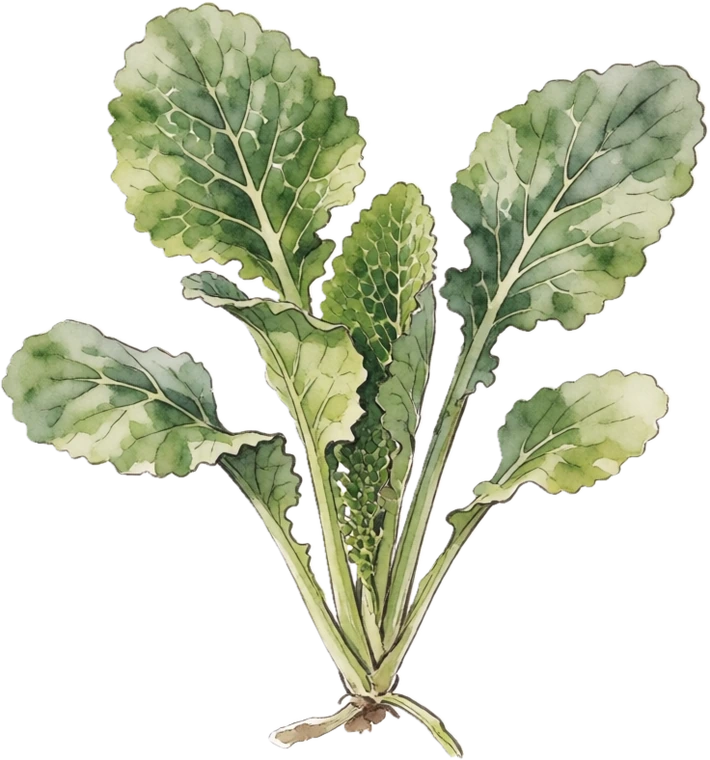 Botanical illustration of Mustard Greens