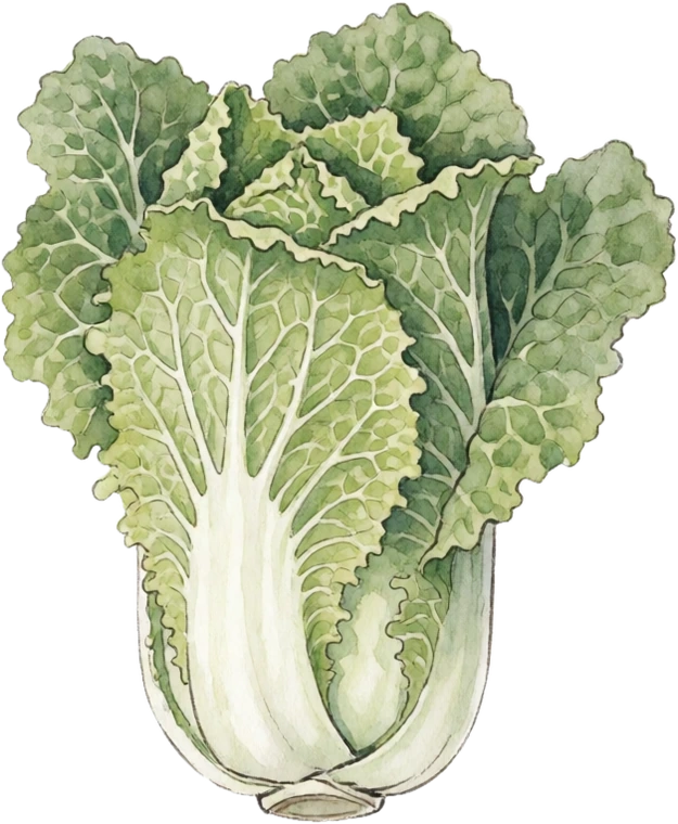 Botanical illustration of Napa Cabbage (Chinese Cabbage)