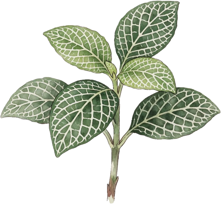 Botanical illustration of Nerve Plant (Fittonia)