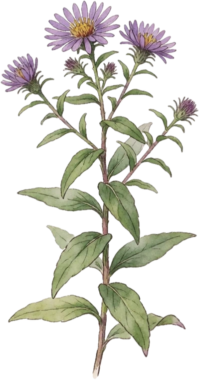 Botanical illustration of New England Aster