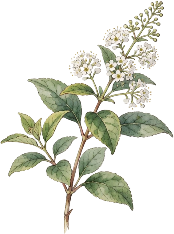 Botanical illustration of New Jersey Tea