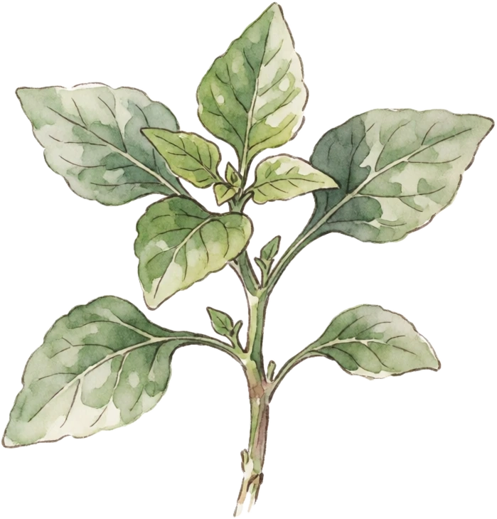 Botanical illustration of New Zealand Spinach