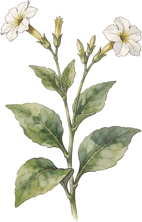 Botanical illustration of Flowering Tobacco
