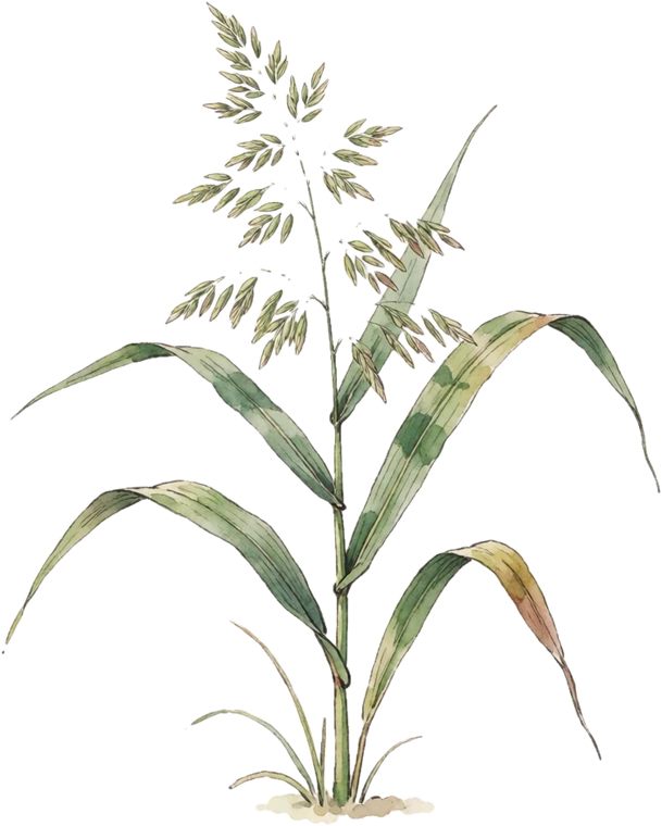 Botanical illustration of Northern Sea Oats