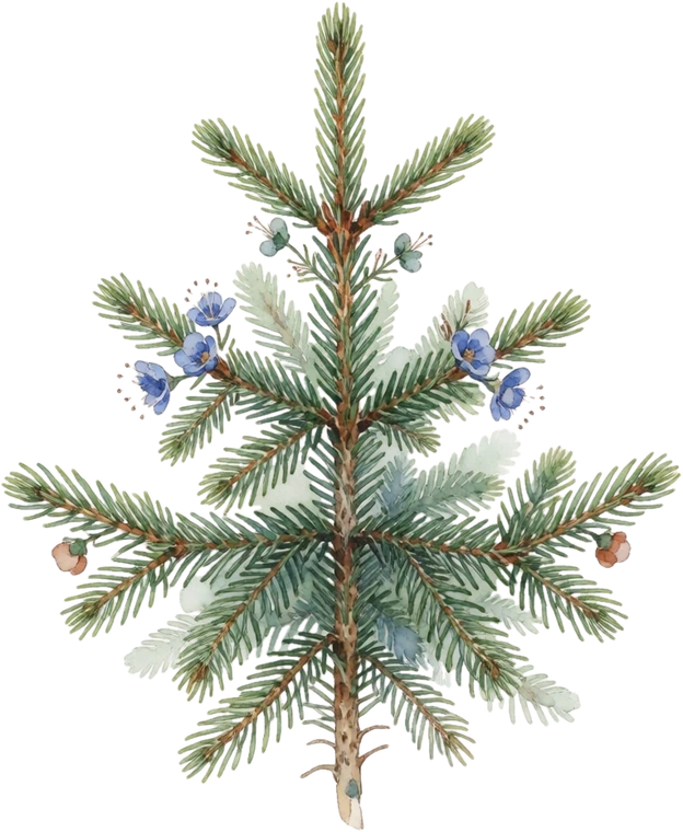 Botanical illustration of Norway Spruce