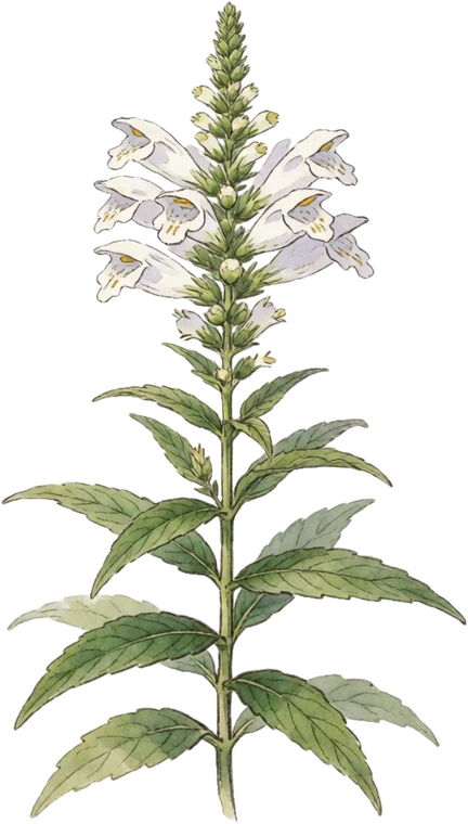 Botanical illustration of Obedient Plant