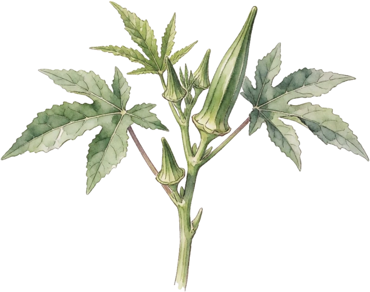 Botanical illustration of Okra