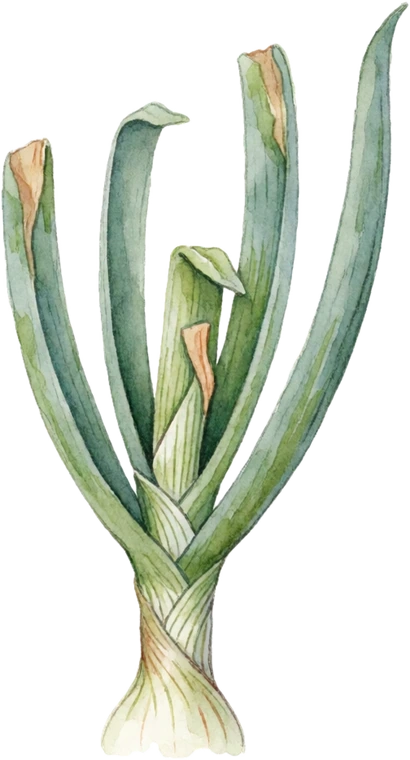 Botanical illustration of Onion
