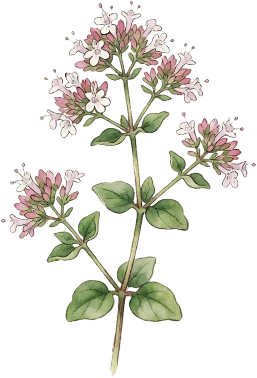 Botanical illustration of Oregano