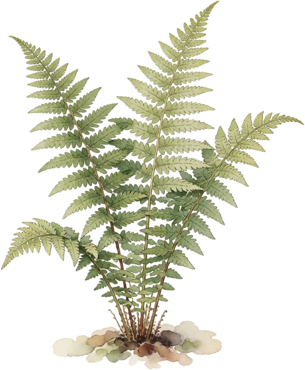Botanical illustration of Ostrich Fern
