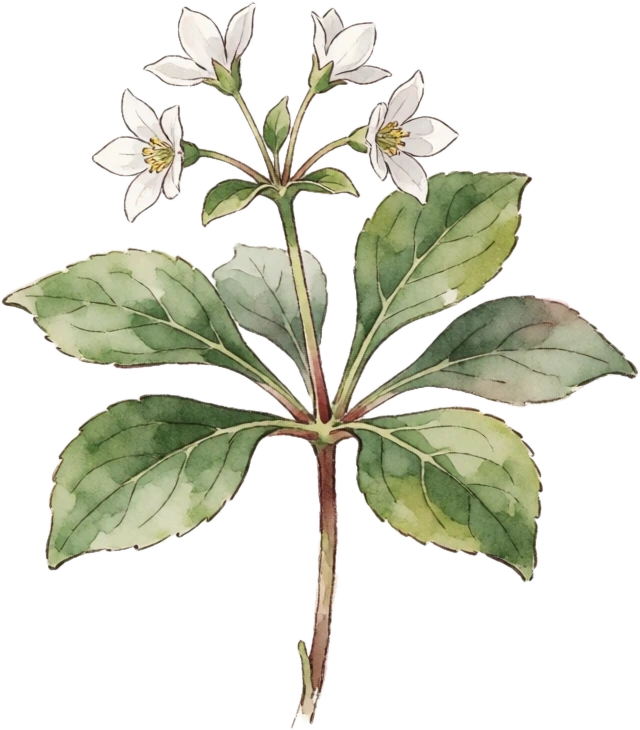 Botanical illustration of Pachysandra