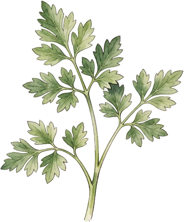 Botanical illustration of Parsley