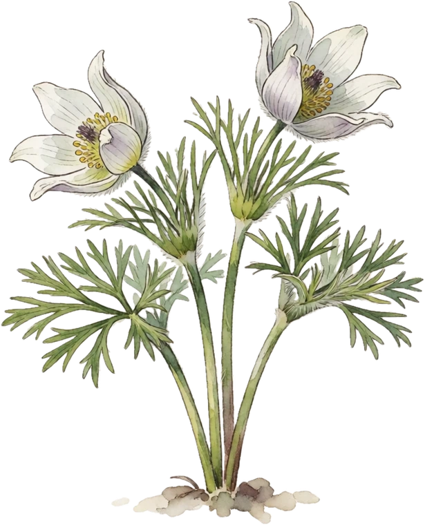 Botanical illustration of Pasque Flower