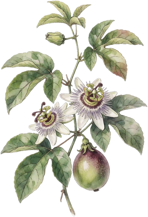 Botanical illustration of Passionfruit (Tropical)