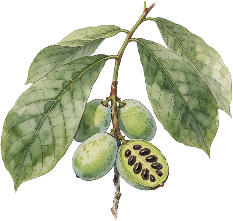 Botanical illustration of Pawpaw