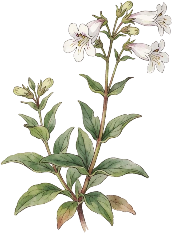 Botanical illustration of Penstemon (Beardtongue)