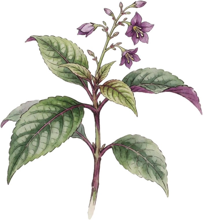 Botanical illustration of Persian Shield