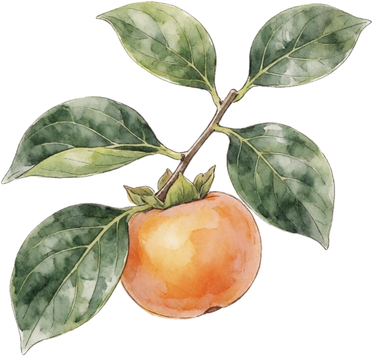 Botanical plate of asian persimmon