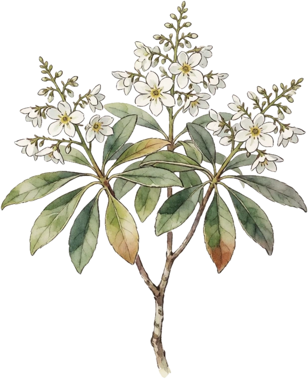 Botanical illustration of Pieris (Andromeda)