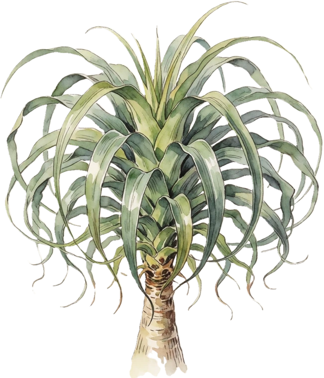 Botanical illustration of Ponytail Palm