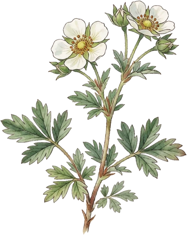 Botanical illustration of Potentilla (Shrubby Cinquefoil)
