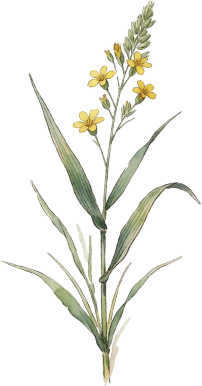 Botanical illustration of Prairie Dropseed