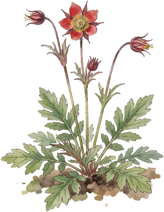 Botanical illustration of Prairie Smoke