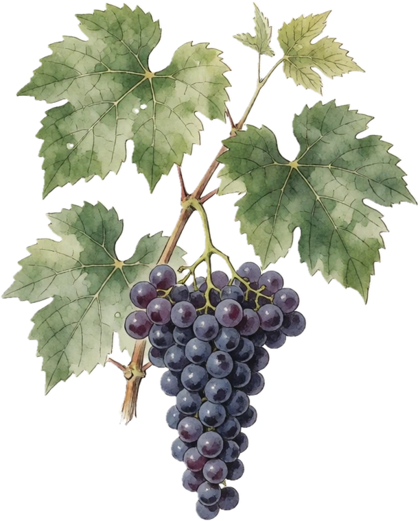 Botanical plate of purple grapes