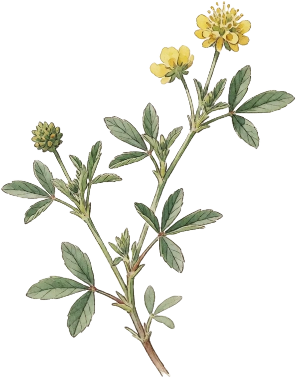 Botanical illustration of Purple Prairie Clover