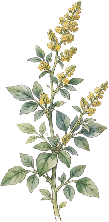Botanical illustration of Quinoa