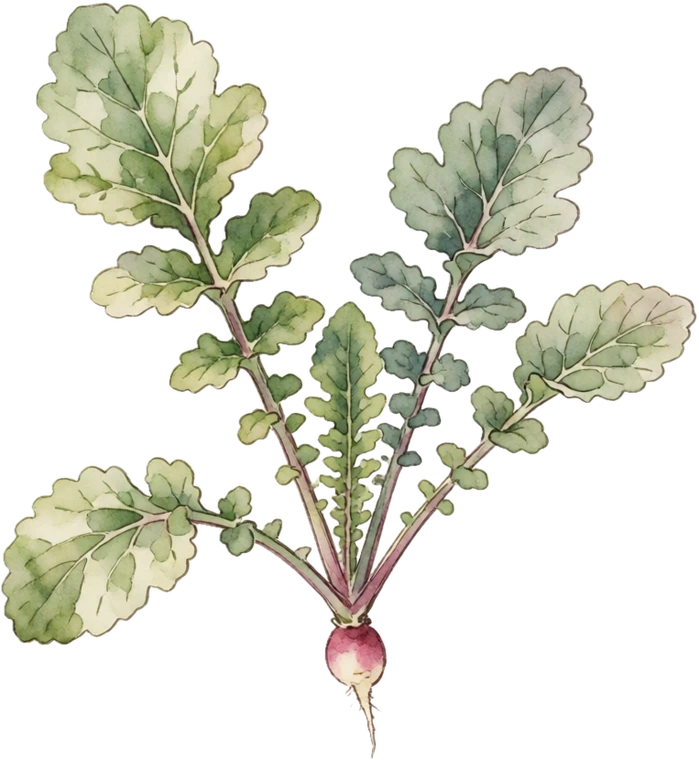 Botanical illustration of Radish