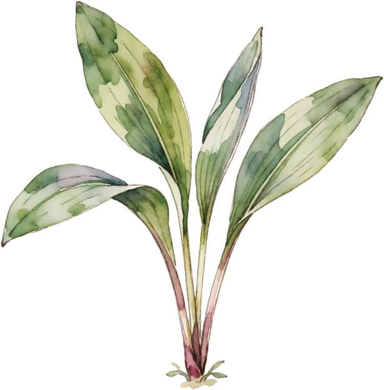 Botanical illustration of Ramps (Wild Leek)