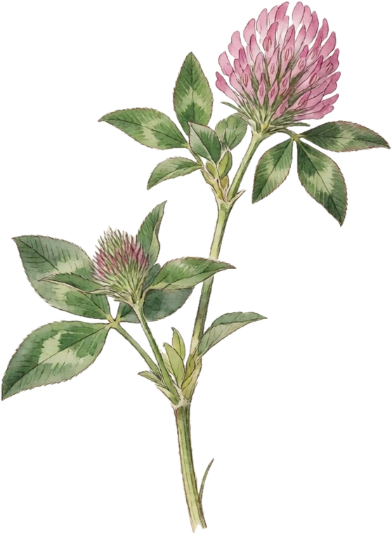 Botanical illustration of Red Clover
