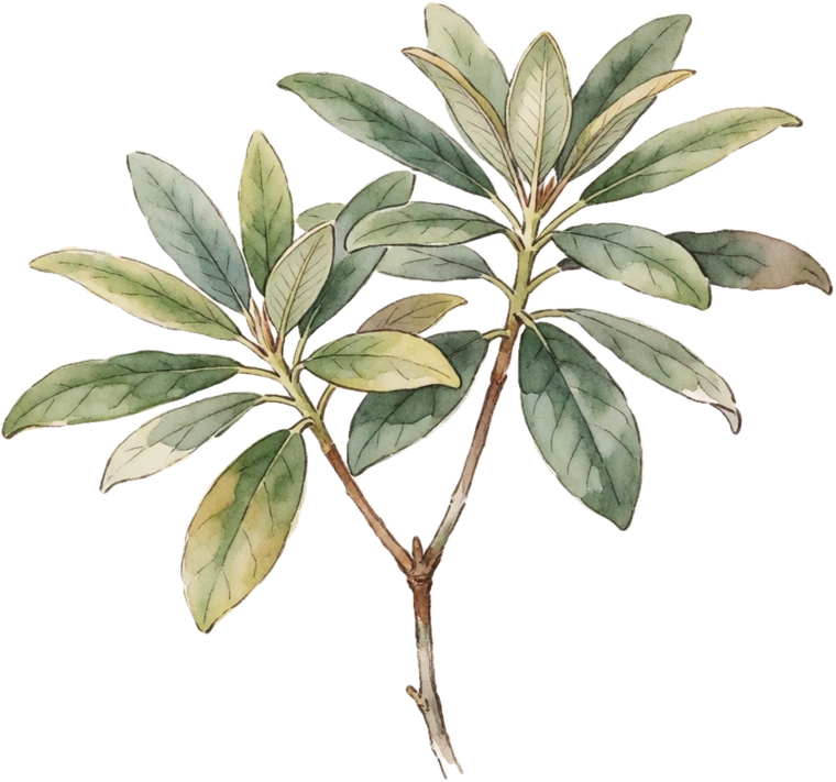 Botanical illustration of Rhododendron
