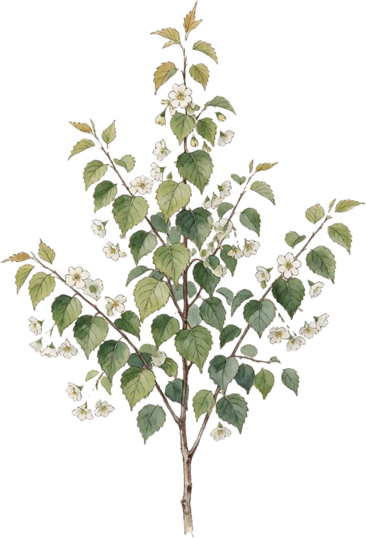 Botanical illustration of River Birch