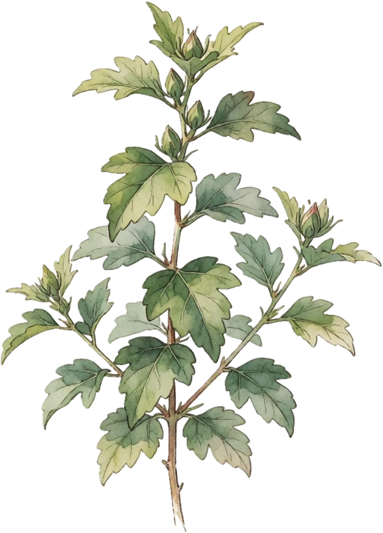 Botanical illustration of Rose of Sharon