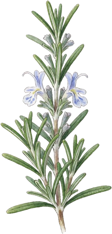 Botanical illustration of Rosemary