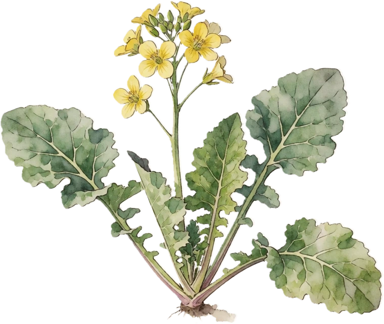 Botanical illustration of Rutabaga (Swede)