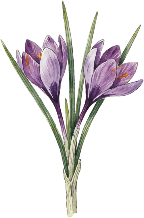Botanical illustration of Saffron Crocus