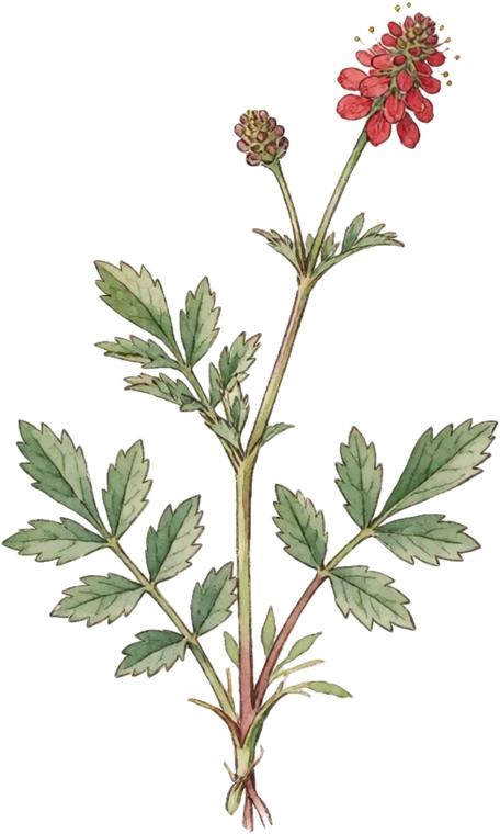 Botanical illustration of Salad Burnet