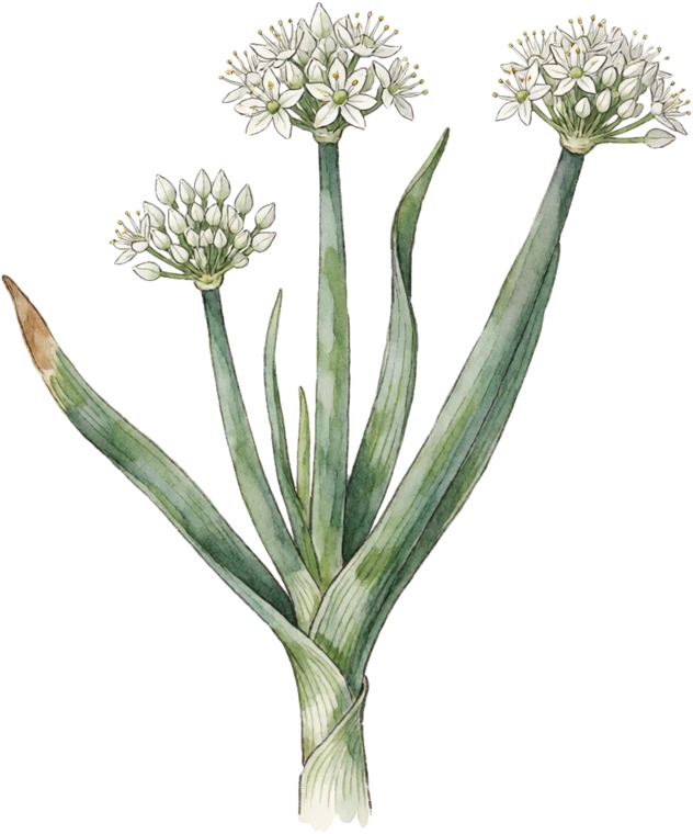 Botanical illustration of Scallion (Bunching Onion)