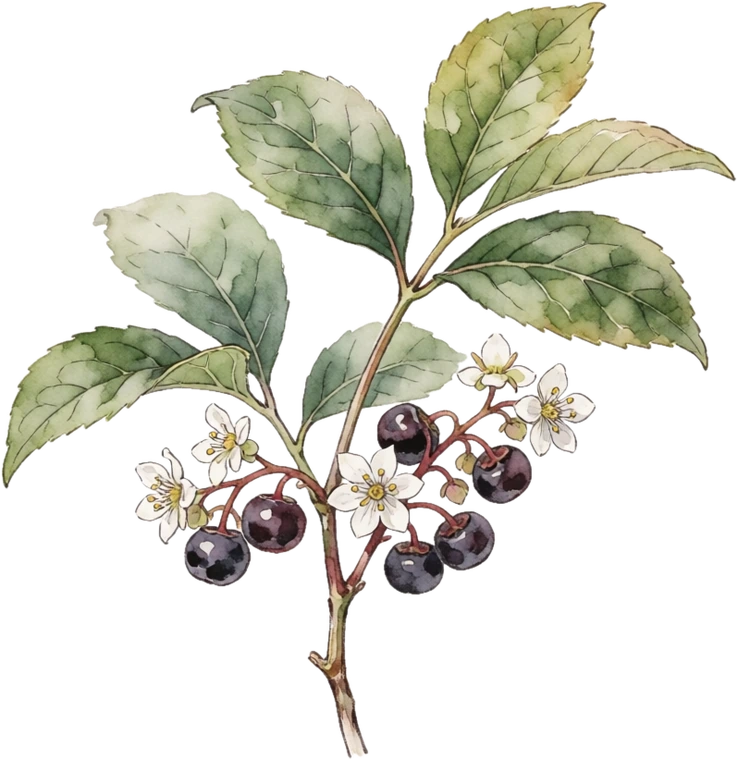 Botanical illustration of Schisandra