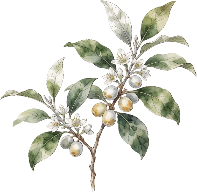 Botanical illustration of Goumi