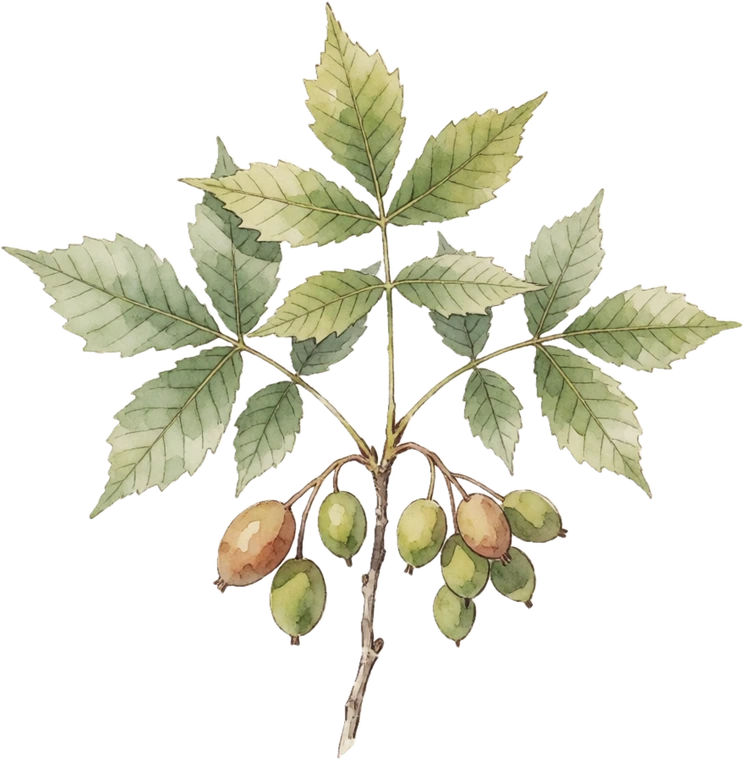 Botanical illustration of Shagbark Hickory