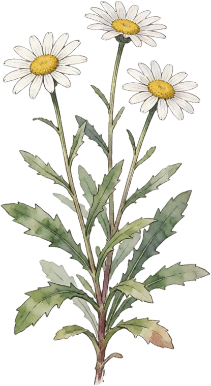 Botanical illustration of Shasta Daisy