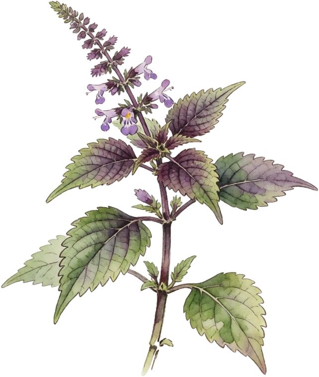 Botanical illustration of Perilla (Shiso)